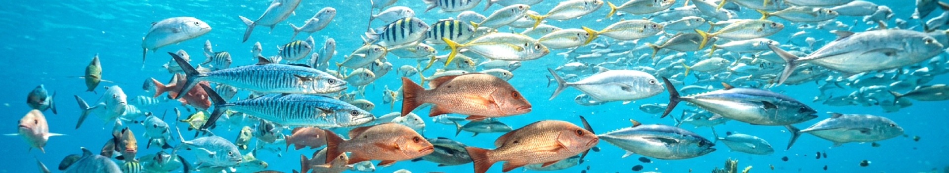 魚の国からD